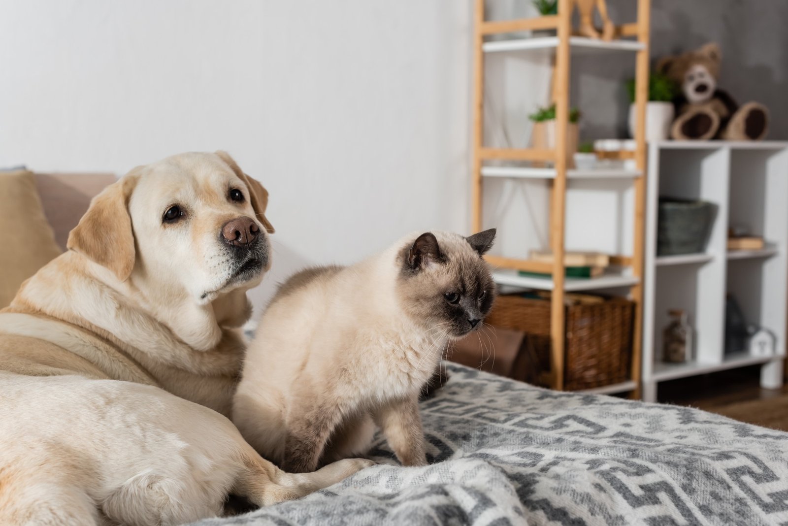 Hund und Katze entspannen in einer Mietwohnung