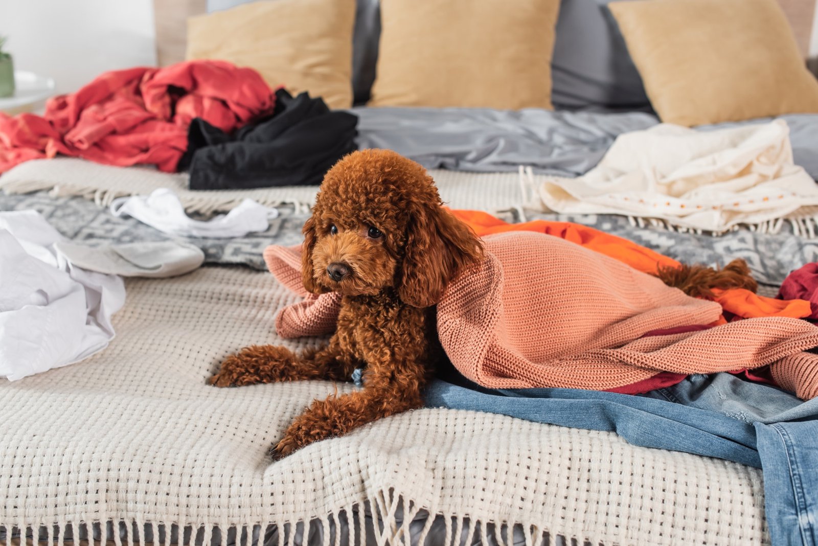 Hundebett und Decke werden frisch gewaschen