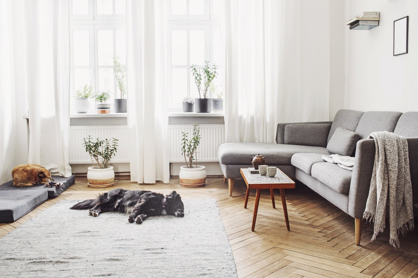 Hund liegt in einer hellen sauberen Wohnung