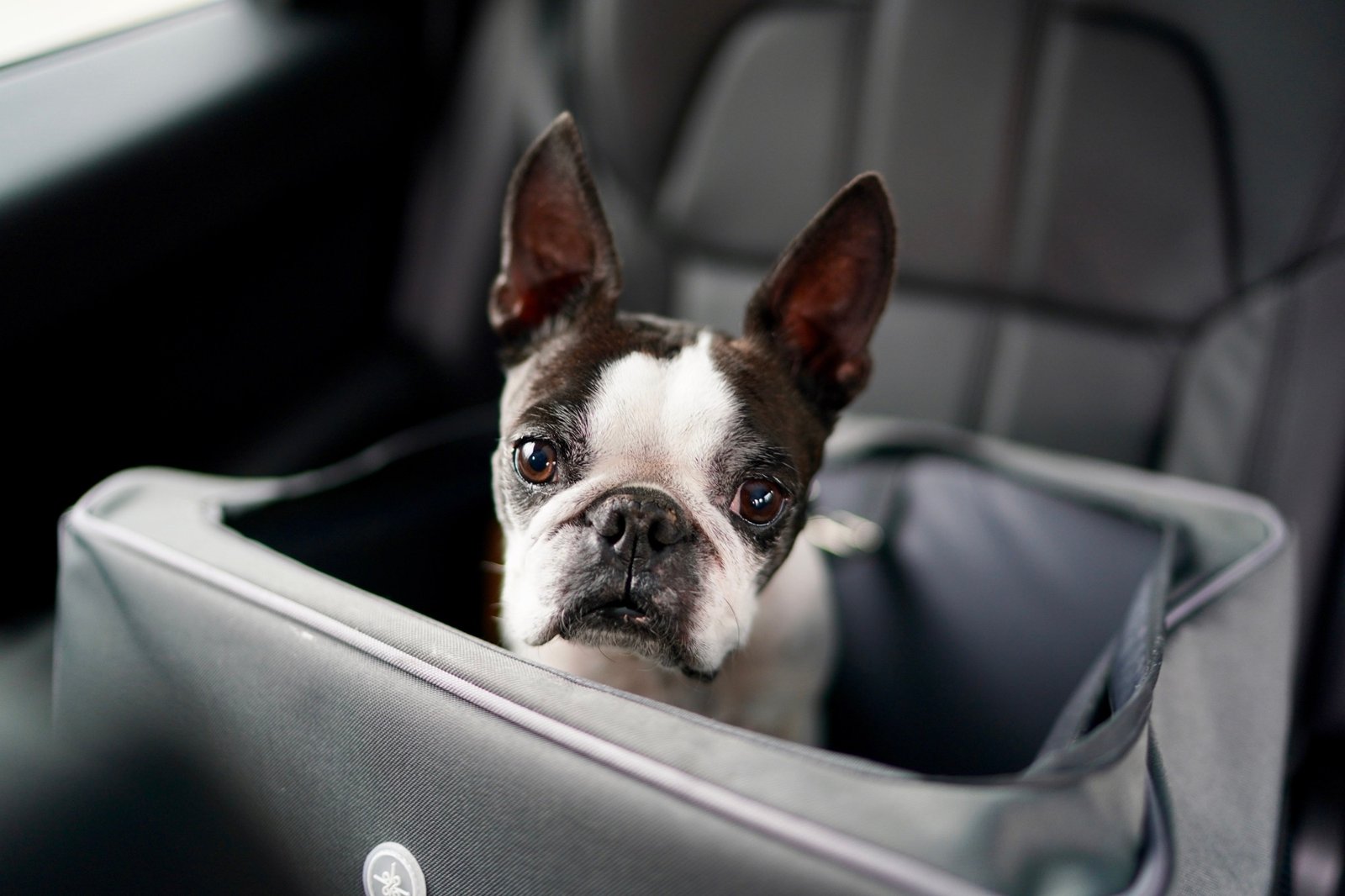 Hund sitzt auf einem Autositz
