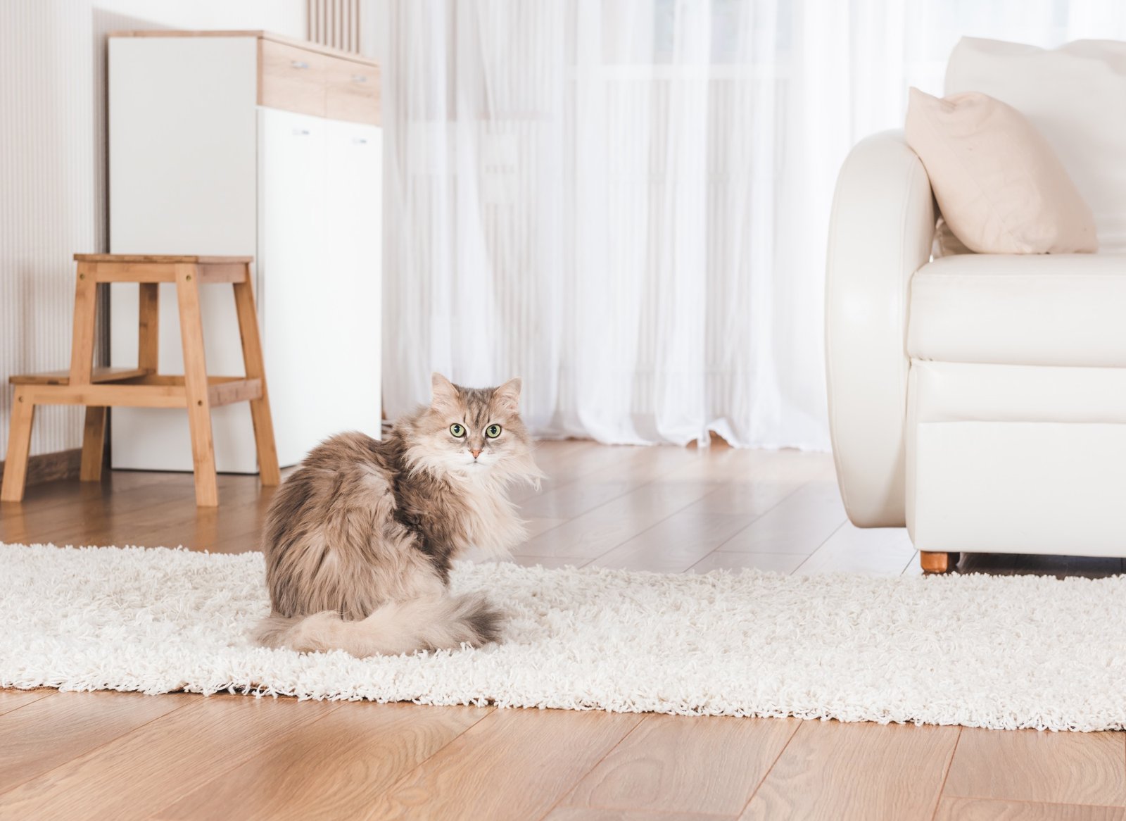 Katze in einer hellen sauberen Wohnung