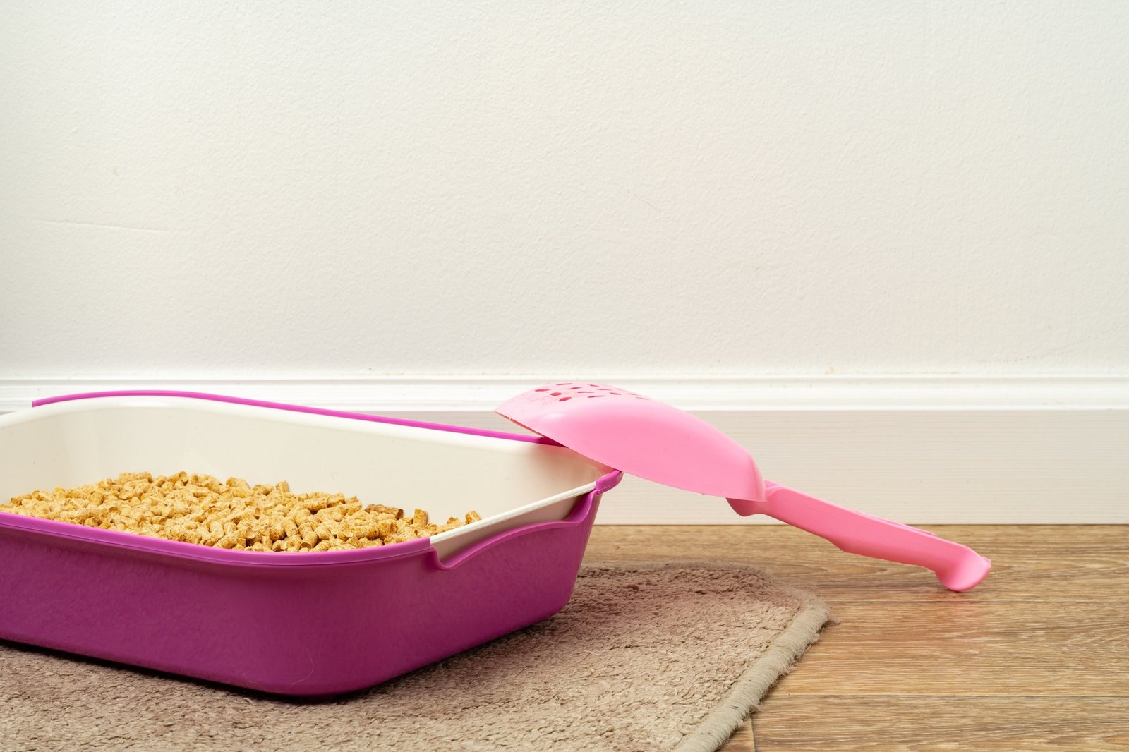 Katzenklo in einem sauberen Badezimmer