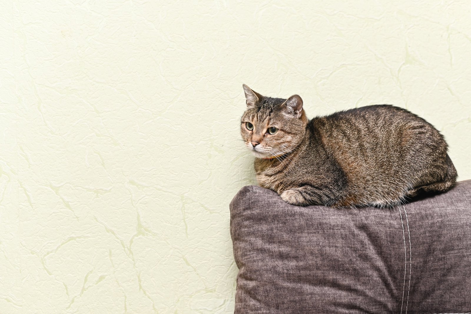 Katze sitzt in einer Wohnungsecke