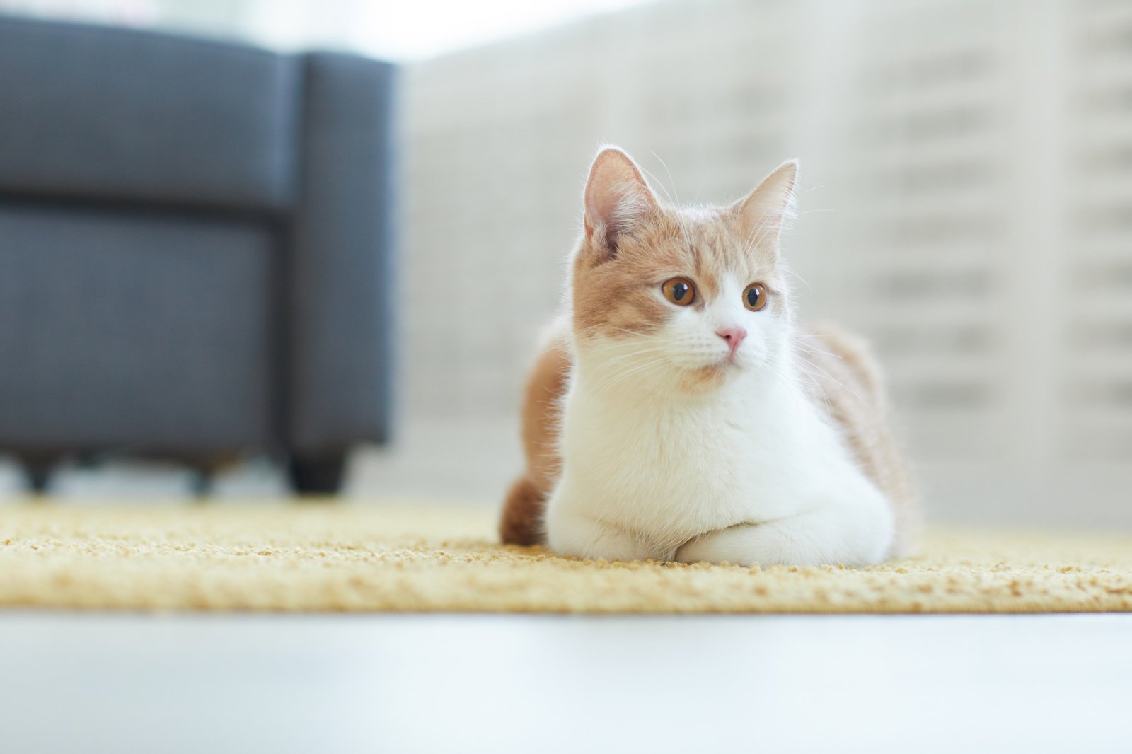 Katze sitzt auf einem Teppich im Wohnzimmer