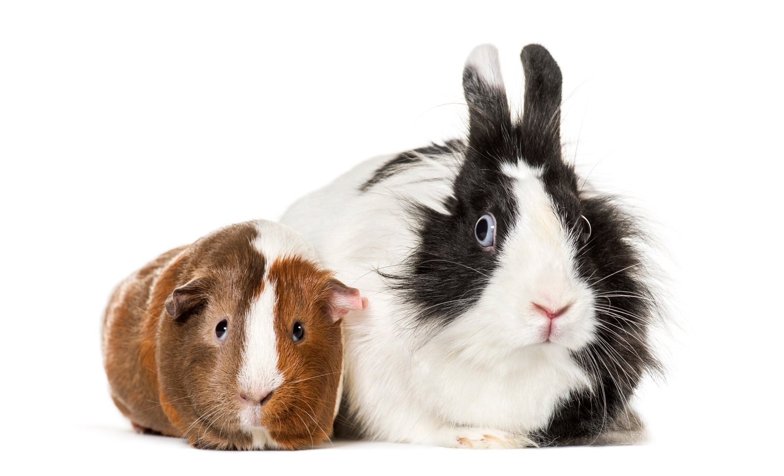 Kaninchen und Meerschweinchen in einem hellen Zimmer
