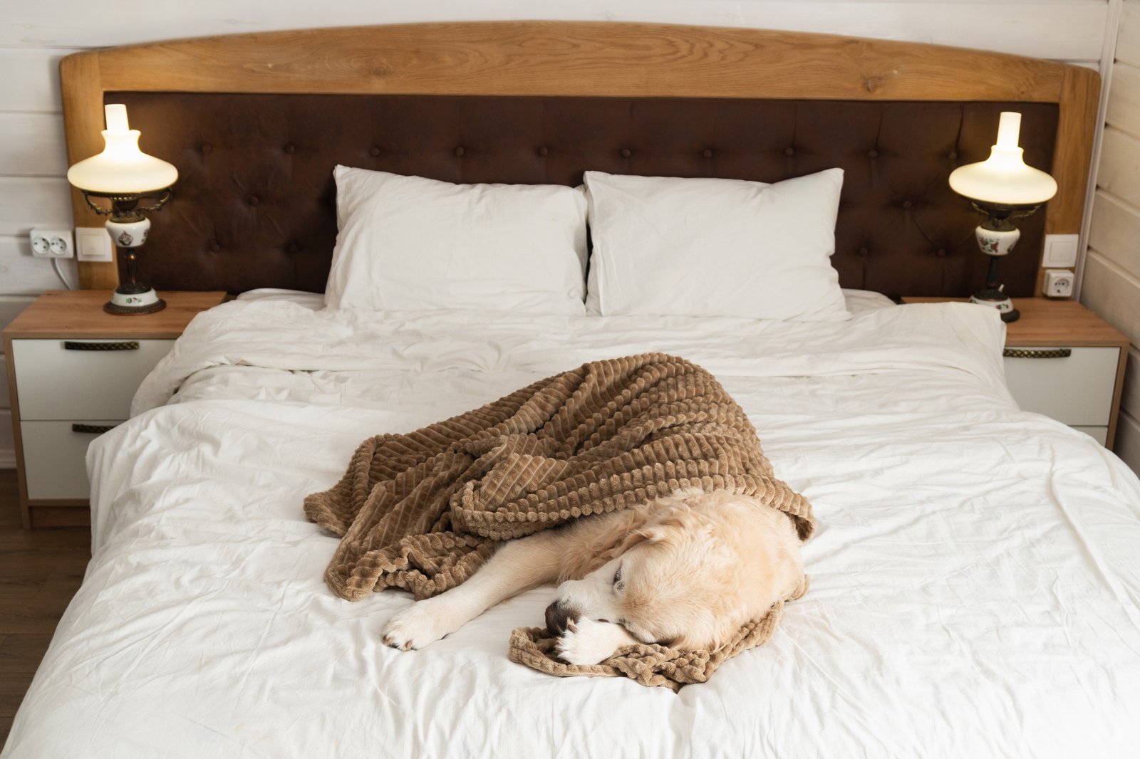 Hund schläft gemütlich in einem Bett