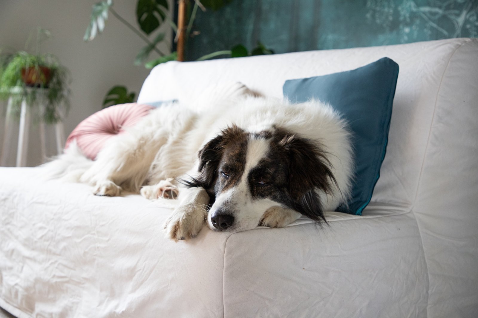 Hund liegt entspannt auf einem Sofa